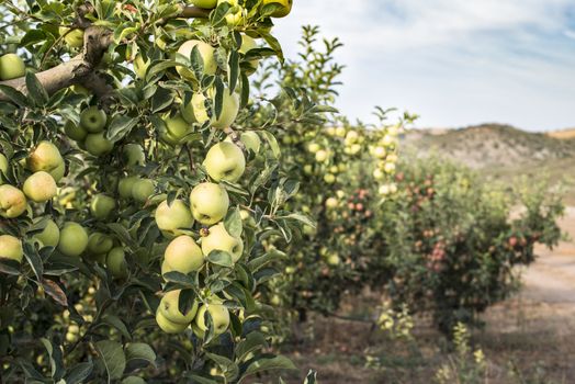 Green apples tree in the orchard