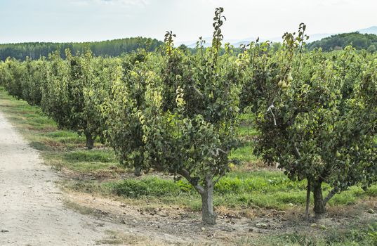 Pears in orchard. Pears trees