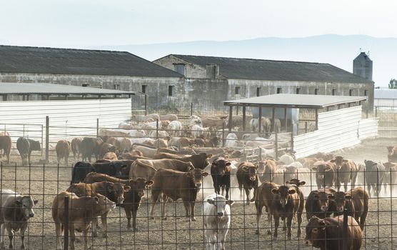 Bulls in a farm. Buildings and fences