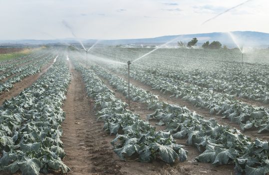 Watering cabbage with sprinklers. Blue sky