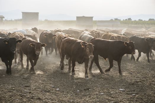 Bulls in a farm. Buildings and fences