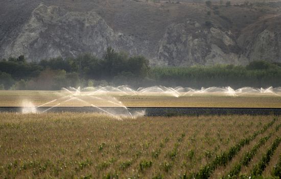 Watering sprinkler systems and corn