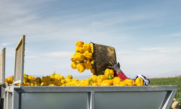 People picking peppers on agriculture field