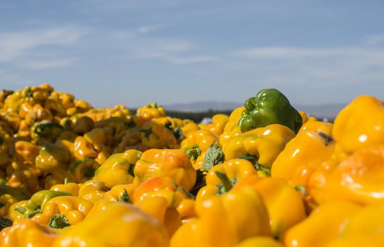 Tractor with trailer picking yellow peppers on the filed.