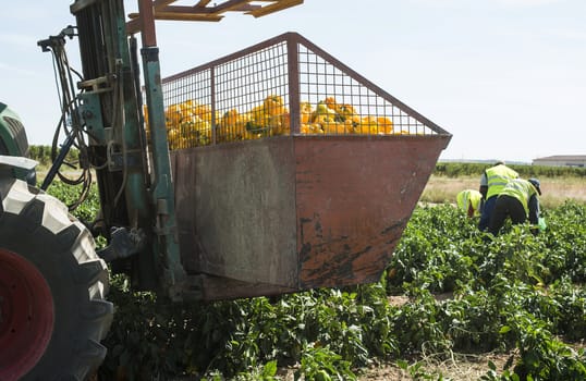 People picking peppers on agriculture field