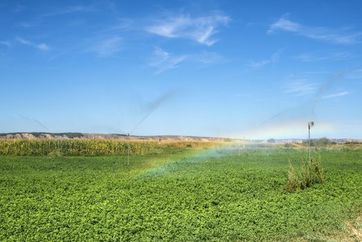 Watering sprinklers on the field. Green plants and rainbow