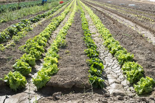 Lettuce field in rows. Sunny day