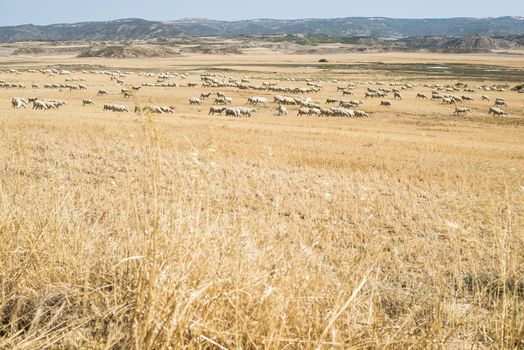 Sheep on pasture. Landscape view