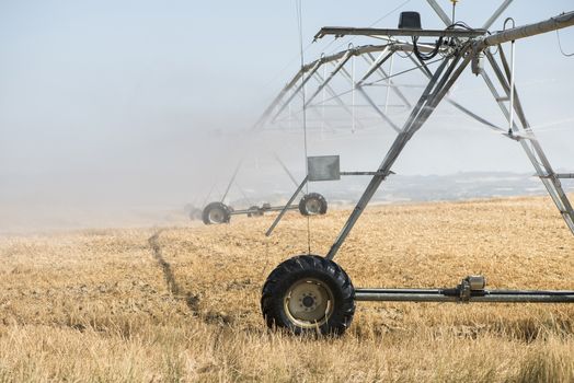 Irrigation sprayers in the field. Yellow plants