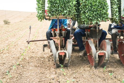  Planting seedlings machine on the field