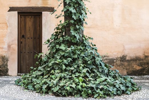 Wooden vintage door and ivy.