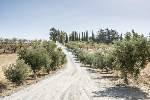 Olive trees and dirt road in olive plantation