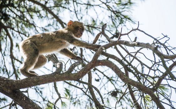 Baby monkey on a tree