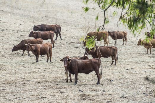 Cows on dairy farm. Brown cows