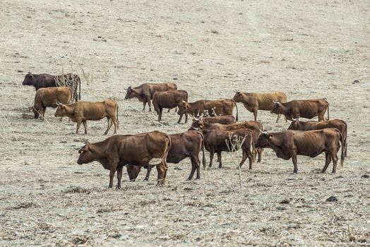 Cows on dairy farm. Brown cows