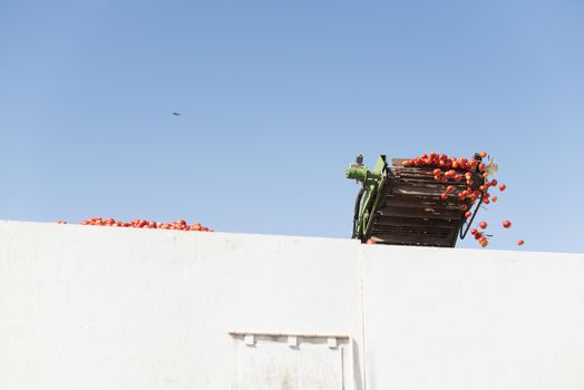 Harvester collects tomatoes in trailer. Close up pile tomatoes