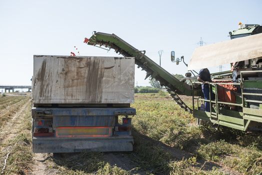 Harvester collects tomatoes in trailer