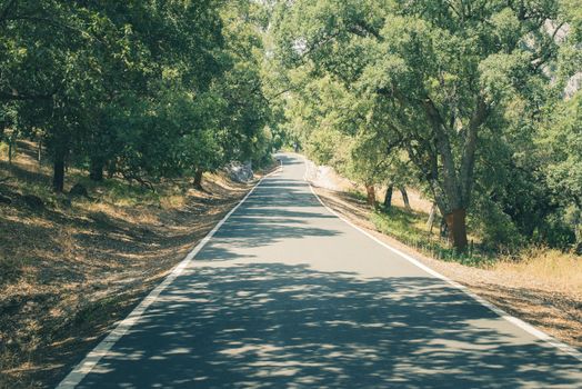 Cork trees and road in the forest. Peeled barks