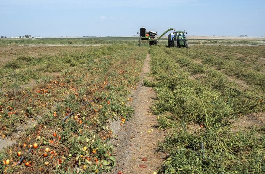 Harvester collects tomatoes in trailer