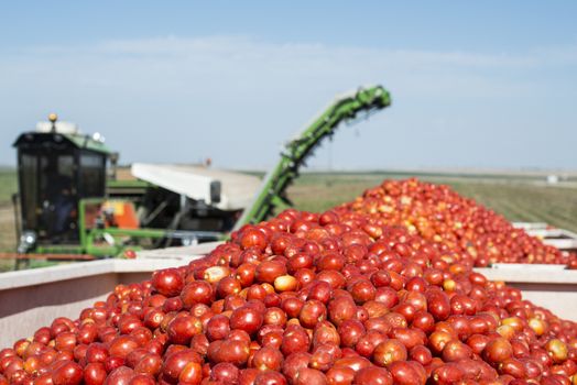 Harvester collects tomatoes in trailer. Close up pile tomatoes