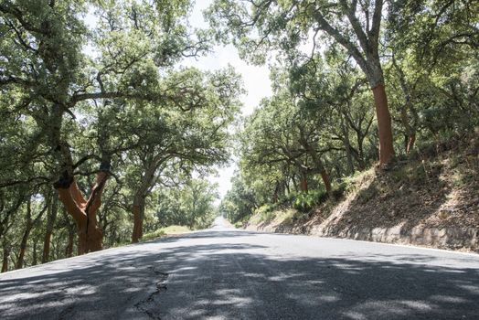 Cork trees and road in the forest. Peeled barks