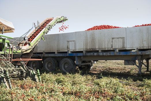 Harvester collects tomatoes in trailer