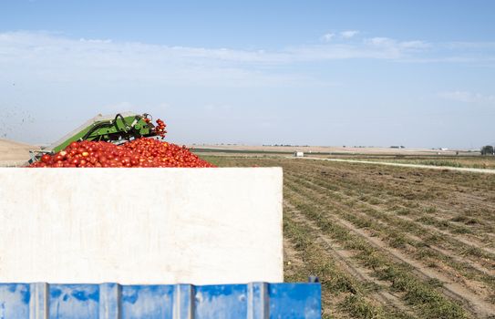 Harvester collects tomatoes in trailer. Close up pile tomatoes