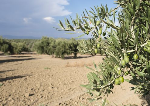 Olive branch with green olives