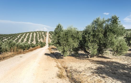 Olive trees and dirt road in olive plantation