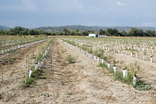 Small olive trees newly planted