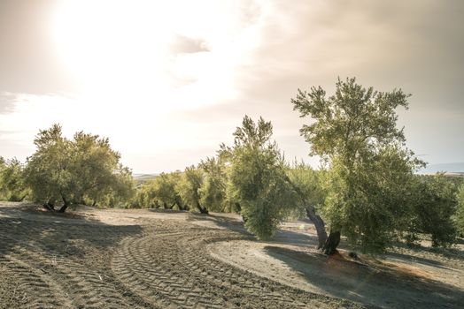 Olive trees at sunset. Sun rays