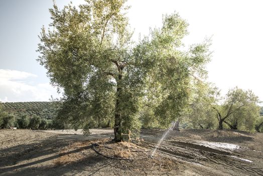 Olive trees and irrigation systems