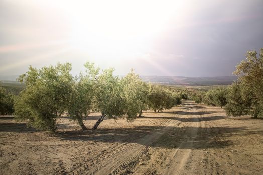 Olive trees at sunset. Sun rays