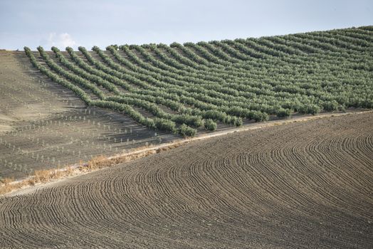 Olive farm. Olive trees in row and blue sky