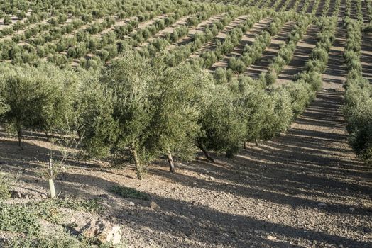 Olive farm. Olive trees in row and blue sky