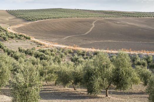 Olive trees and dirt road in olive plantation