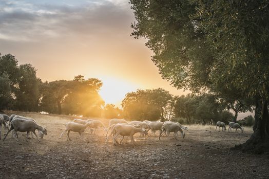 Flock of sheep at sunset in the mountain