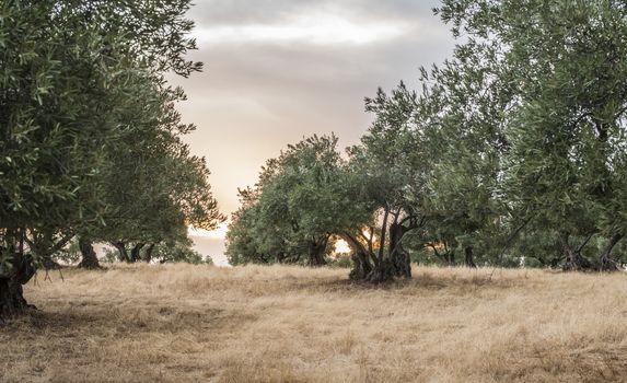 Olive trees at sunset. Sun rays