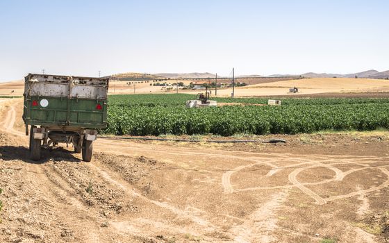 Trailer of a tractor in the field and agricultural plantations