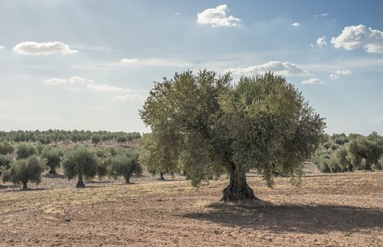 Olive farm. Olive trees in row and blue sky