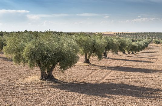 Olive farm. Olive trees in row and blue sky