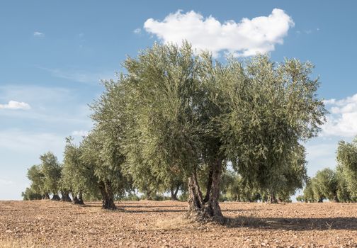 Olive farm. Olive trees in row and blue sky