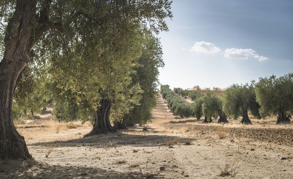 Olive branch with green olives