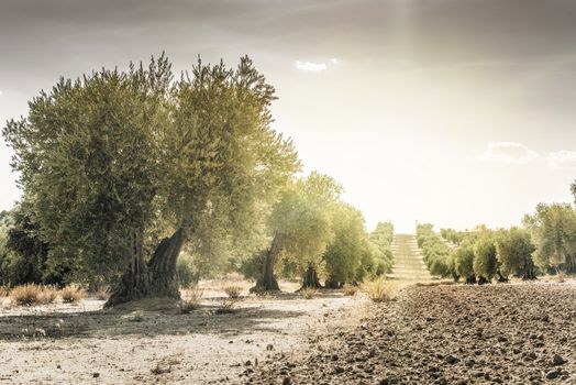 Olive trees at sunset. Sun rays