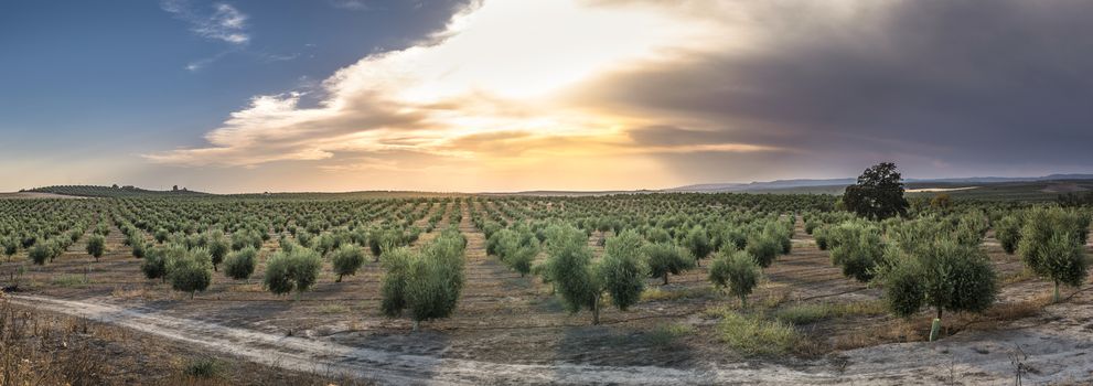 Olive trees at sunset. Sun rays