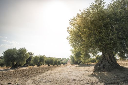 Olive trees at sunset. Sun rays