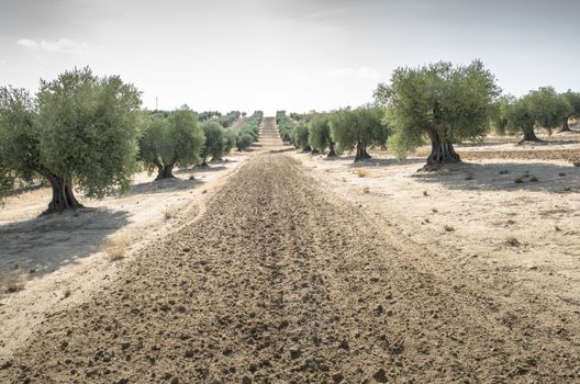 Olive farm. Olive trees in row and blue sky