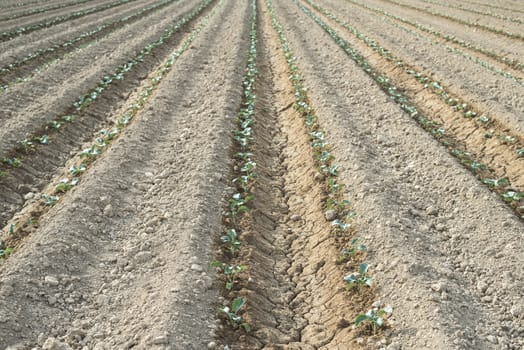 Small planted cabbage in row. Young plants