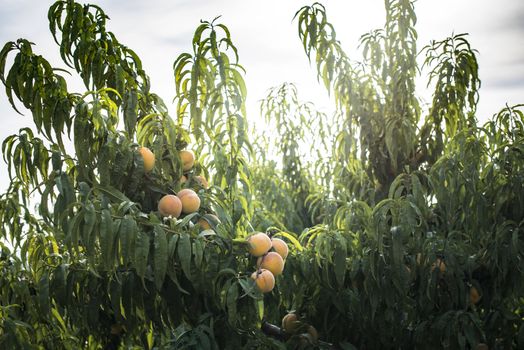 Peach tree with fruits. Sunlight