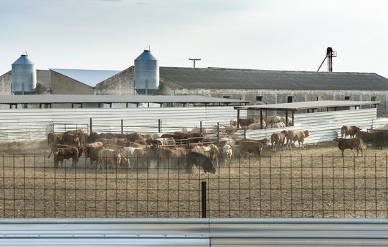 Bulls in a farm. Buildings and fences